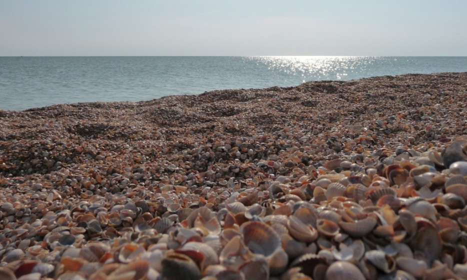 sea shell beach